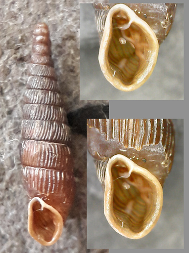 Clausilia pumila