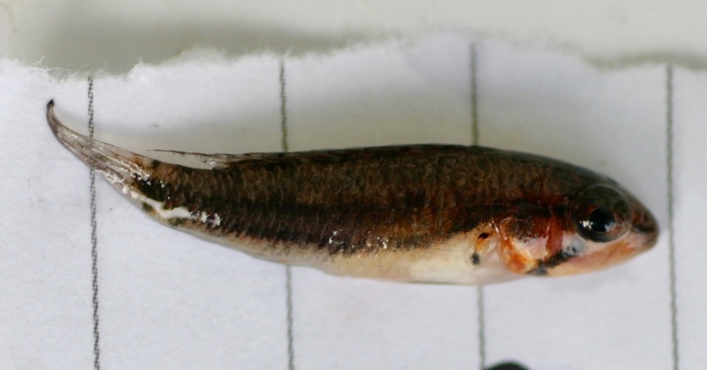 Double-Banded Apisto