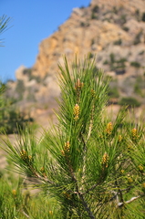 Pinus brutia pityusa