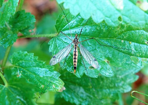 Nephrotoma lamellata
