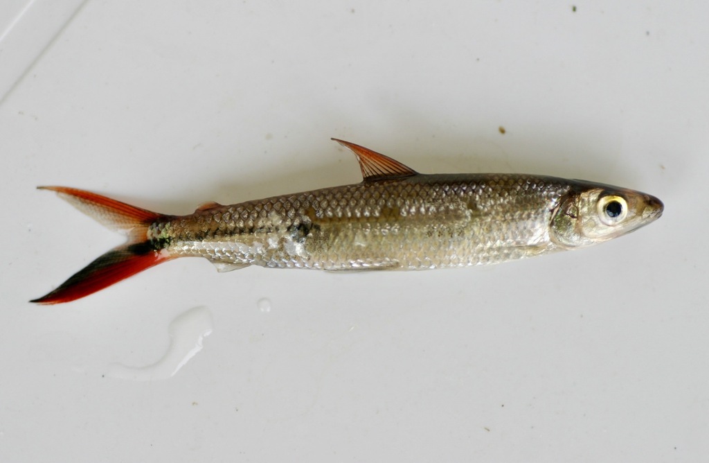 Halfline Hemiodus