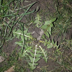 Taraxacum officinale