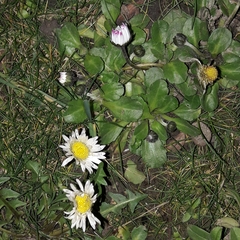 Bellis perennis