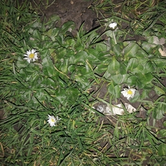 Bellis perennis