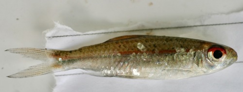 Hemigrammus analis
