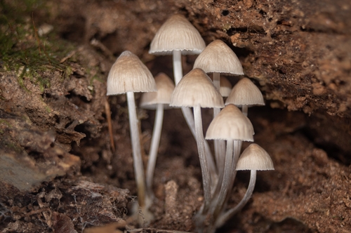 Mycena inclinata