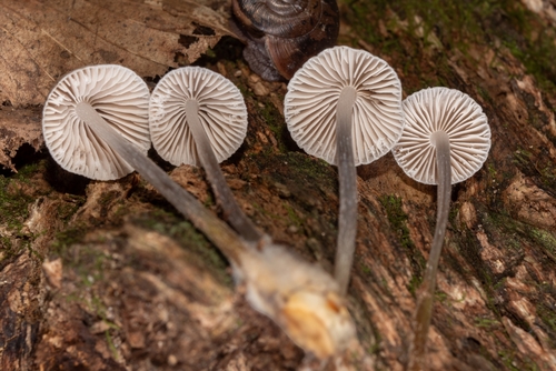 Mycena inclinata (Photo 2 of 3)