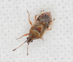 Kleidocerys resedae