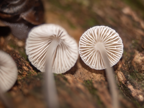 Mycena inclinata (Photo 3 of 3)