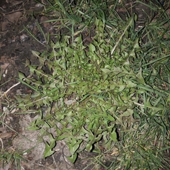 Taraxacum officinale