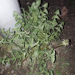 Taraxacum officinale