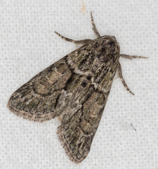 Cryphia fraudatricula