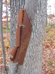 Amelanchier canadensis