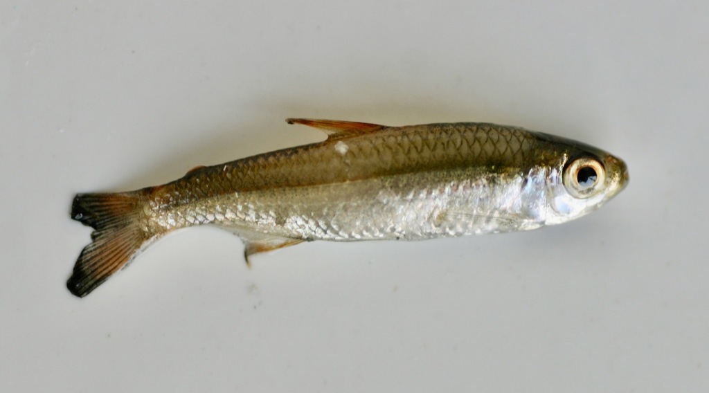 Sardine Tetra