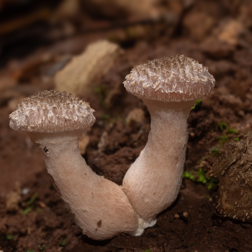 Photograph of Bulbous Honey Fungus