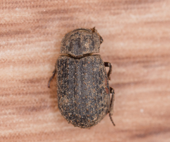 Trox scaber