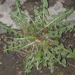 Taraxacum officinale