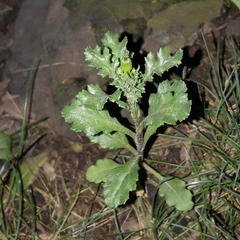 Senecio vulgaris