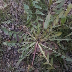 Taraxacum officinale
