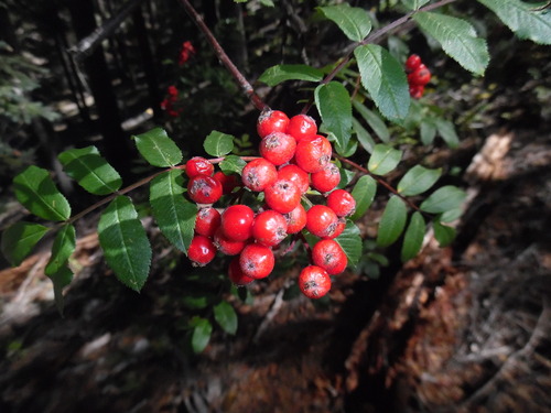 Greene's mountain ash (Sorbus scopulina)