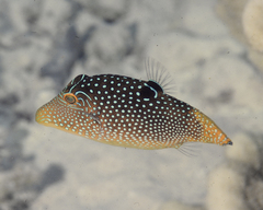 Canthigaster solandri