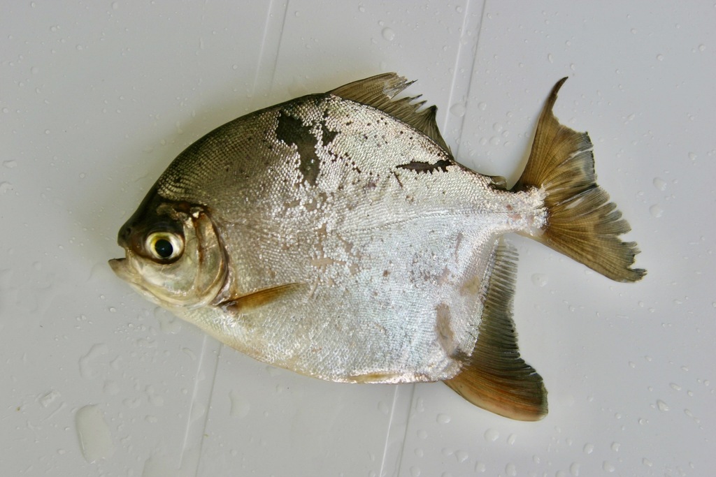 Star silver dollar (Myloplus asterias) — Serrasalmidae