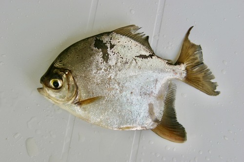 Star silver dollar (Myloplus asterias) — Serrasalmidae
