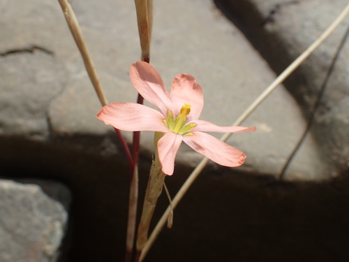Image of Moraea karooica by (c) Mahomed Desai, some rights reserved (CC BY)