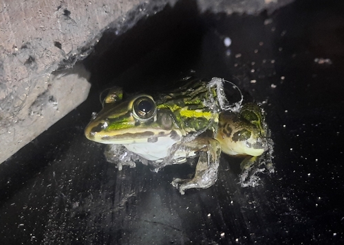 Indus Valley Bullfrog