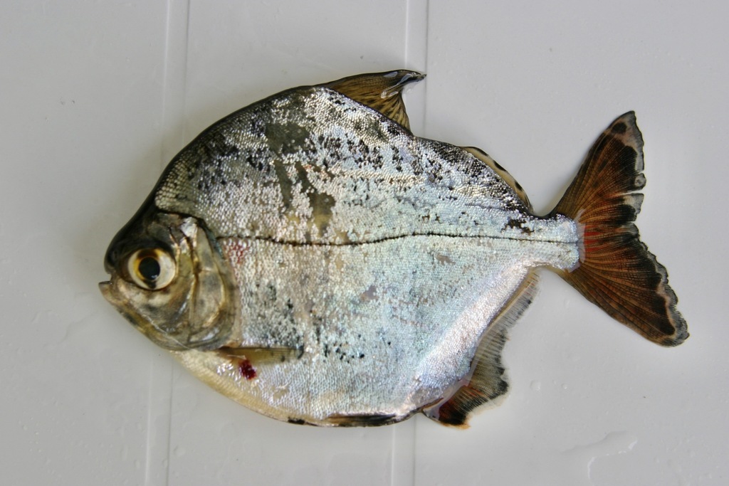 Guapore silver dollar (Metynnis guaporensis) — Serrasalmidae