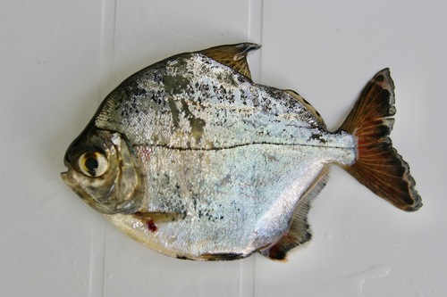 Guapore silver dollar (Metynnis guaporensis) — Serrasalmidae
