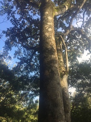 Polyscias sandwicensis