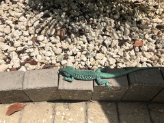 Cnemidophorus arubensis