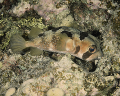 Diodon liturosus