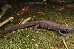 Fujian Warty Newt photo 5