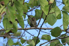 Camarhynchus parvulus