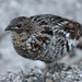 Ruffed Grouse - Photo (c) sallen, some rights reserved (CC BY-NC), uploaded by sallen