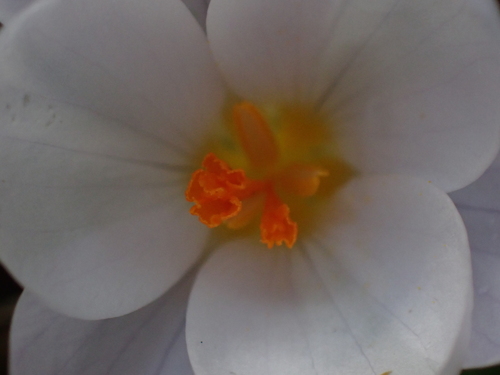 Crocus robertianus, photograph 1