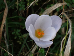 Crocus robertianus, photograph (c) Sarah Faulwetter, some rights reserved (CC BY)