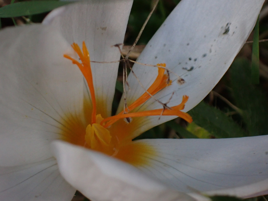 Crocus robertianus; photograph (c) Sarah Faulwetter, some rights reserved (CC BY)