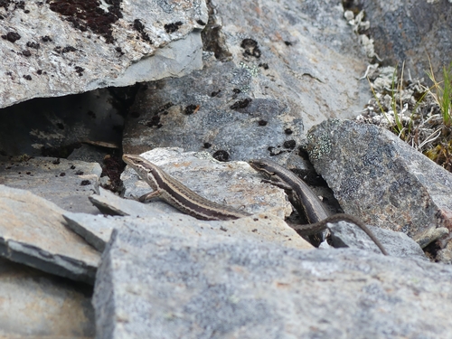 Oligosoma kahurangi