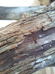 Camponotus conspicuus