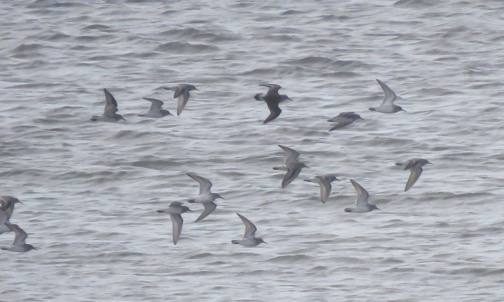White-rumped Sandpiper