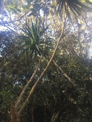 Pleomele aurea
