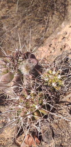 Image of Echinopsis bridgesii by no rights reserved