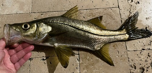 Blackfin snook (Centropomus pectinatus) — Centropomidae — 2