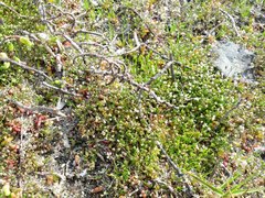 Hornungia procumbens