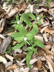 Lithospermum matamorense