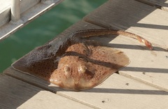 Leucoraja erinaceus