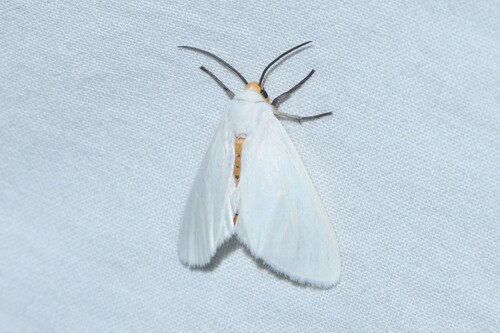 Pygarctia flavidorsalis photo 3